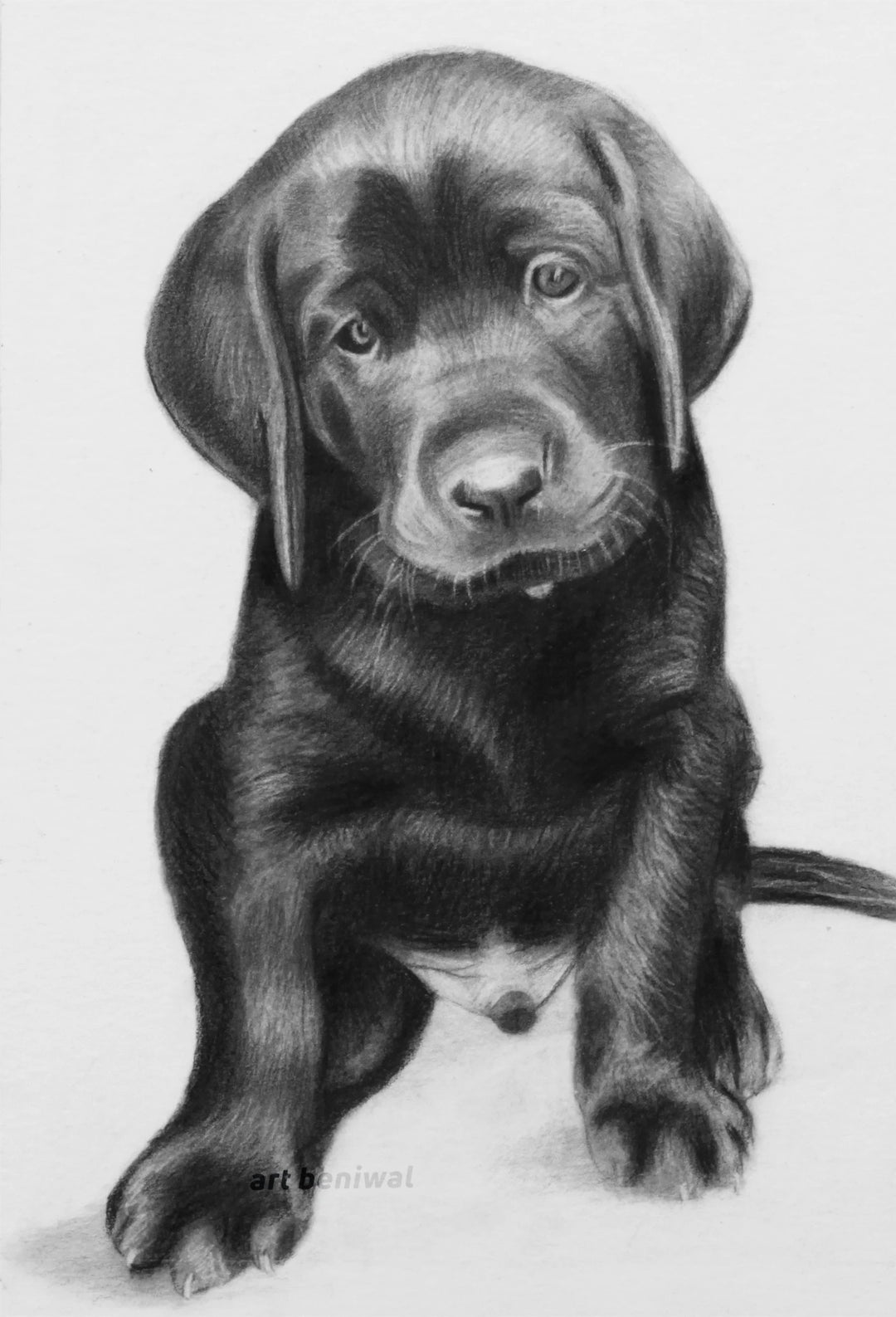 #1025E Dog Pencil Portrait