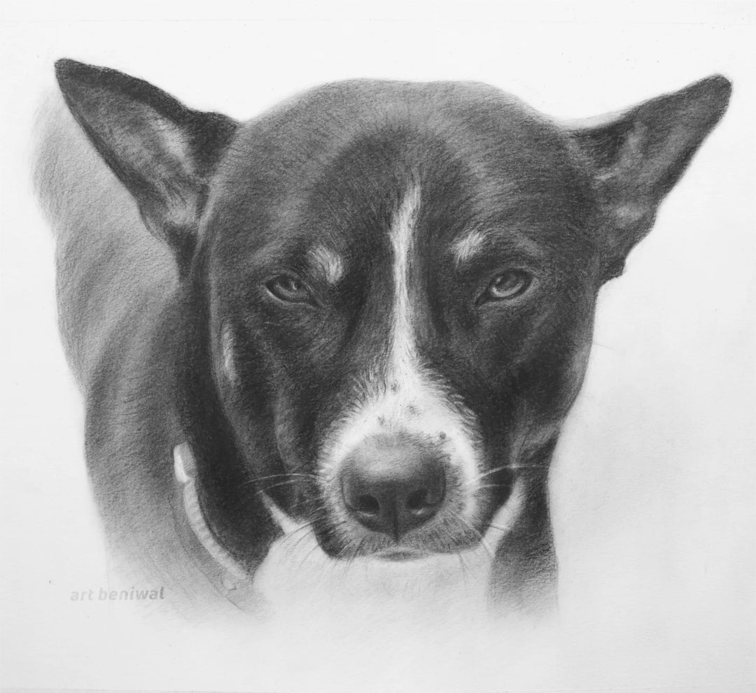D46 Dog Pencil Portrait