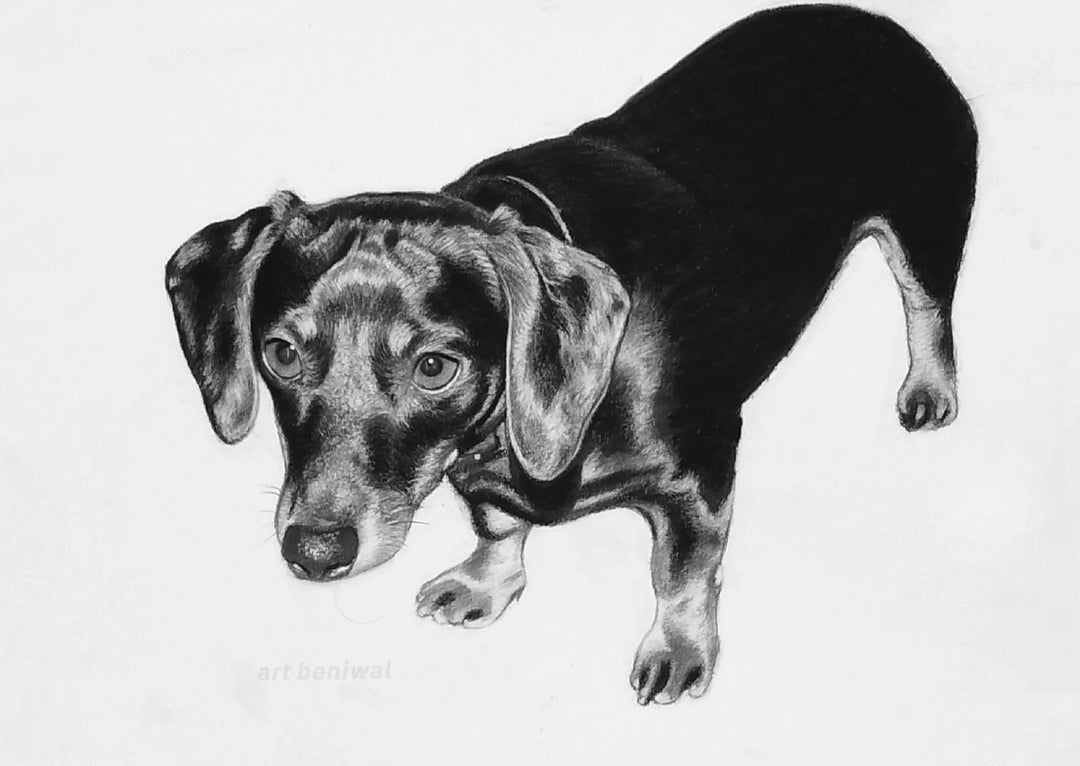 D49 Dog Pencil Portrait