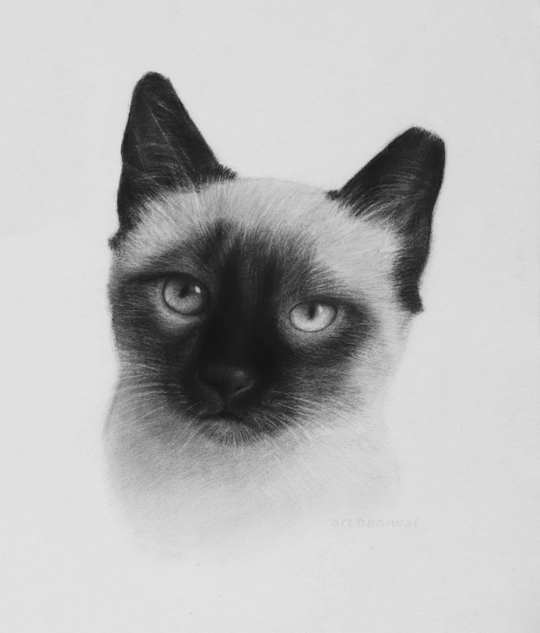 D64 Cat Pencil Portrait