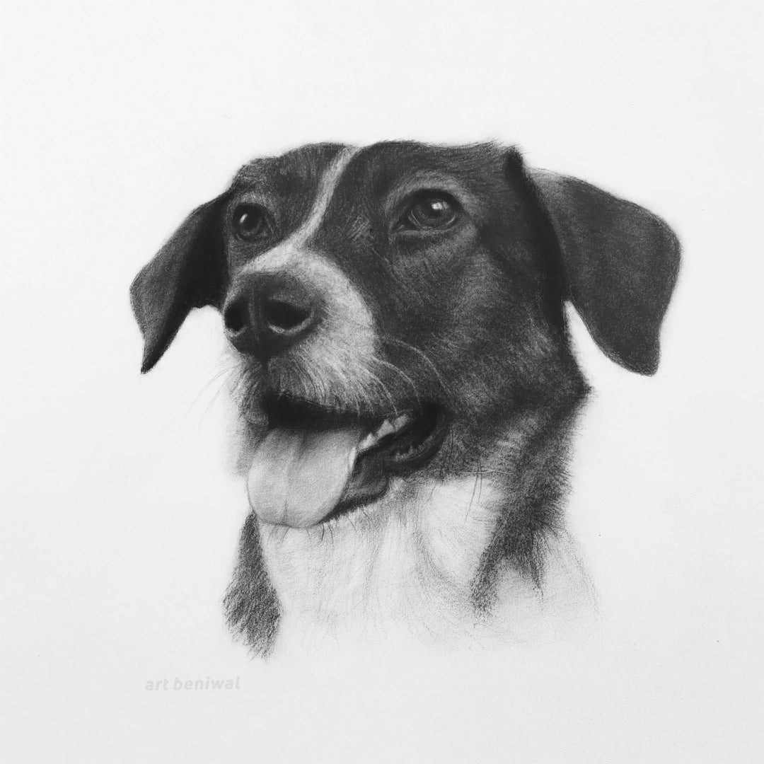 D72 Dog Pencil Portrait
