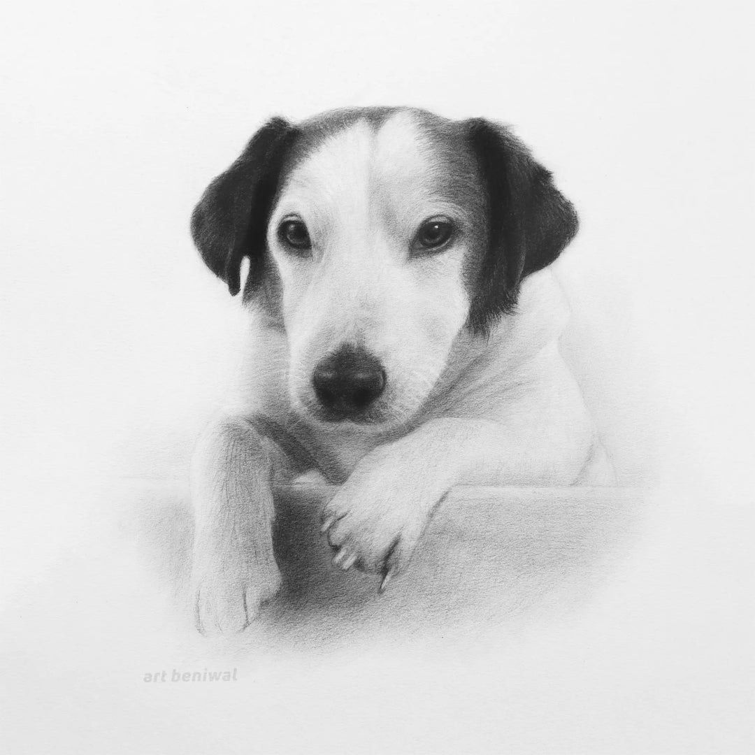 D78 Dog Pencil Portrait