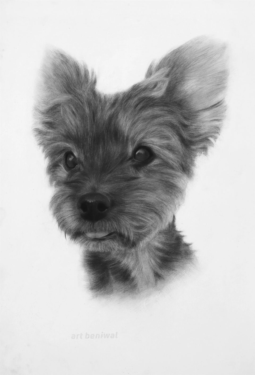 D43 Dog Pencil Portrait