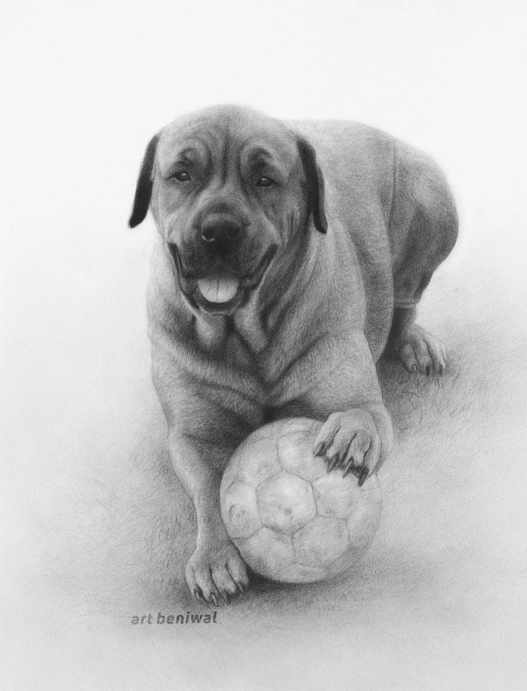 D87 Dog Pencil Portrait