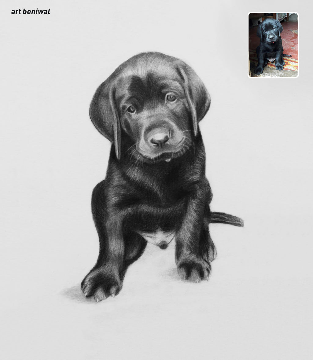 realistic drawing of a black puppy on a light gray background, with a smaller inset photo of a real black puppy.