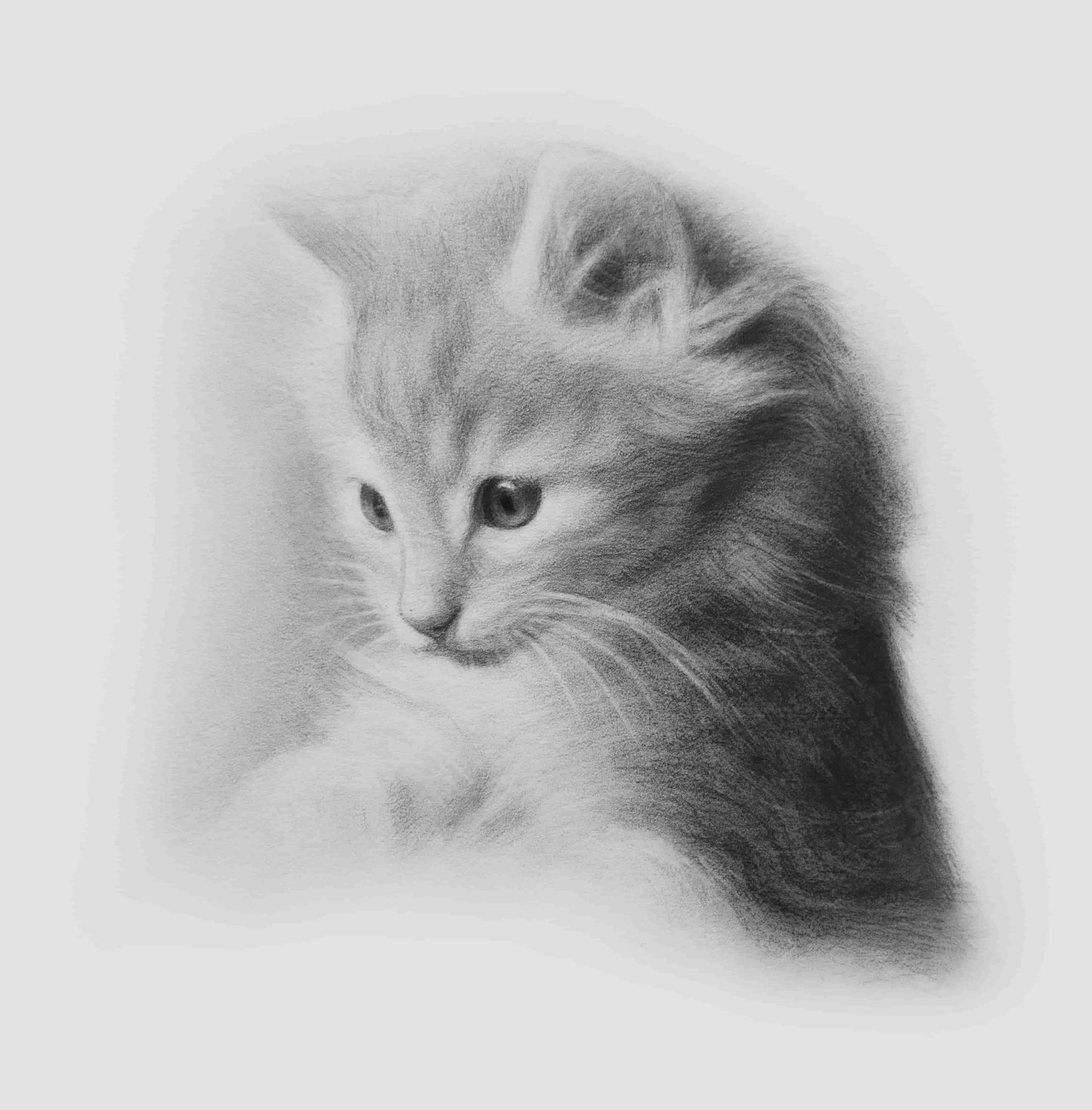 Custom Cat Drawing - Personalized Pet Art for Cat Lovers