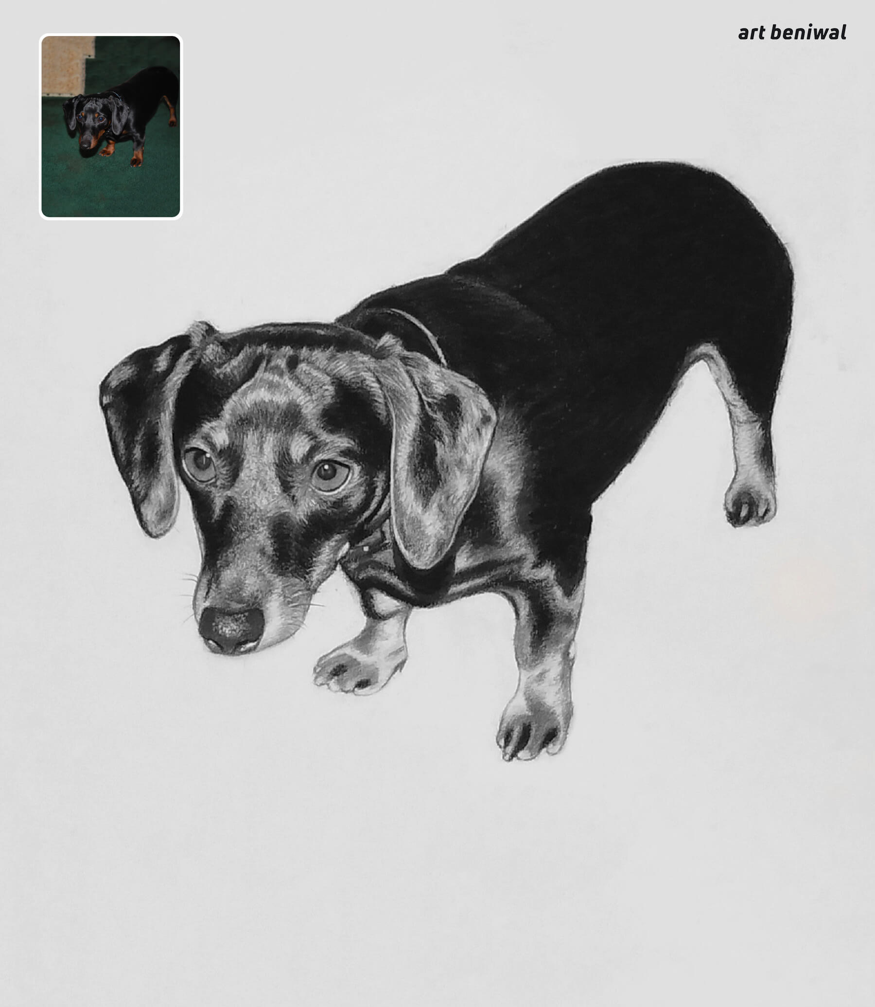 realistic charcoal sketch of a dachshund dog on a white background with 'art beniwal' credit.