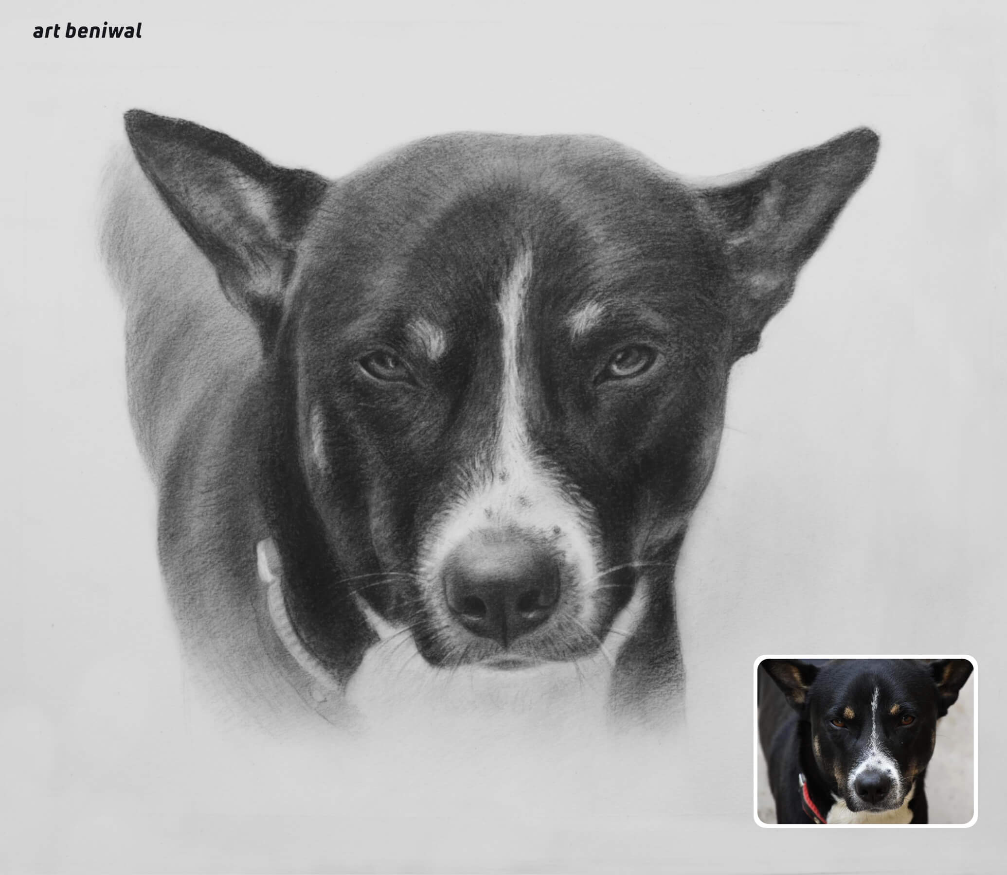 Black and white dog pencil portrait with inset of the same dog in color.