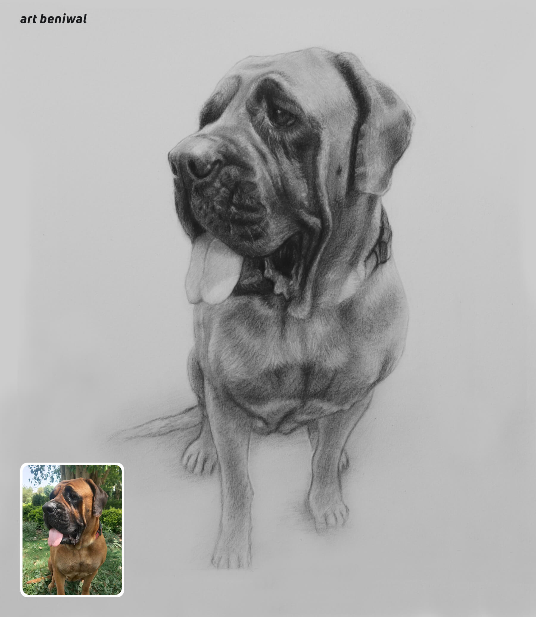 Pencil drawing of a dog looking left side and have tongue outside and he is sitting on grey background also have a left bottom small inset photo of the real dog.