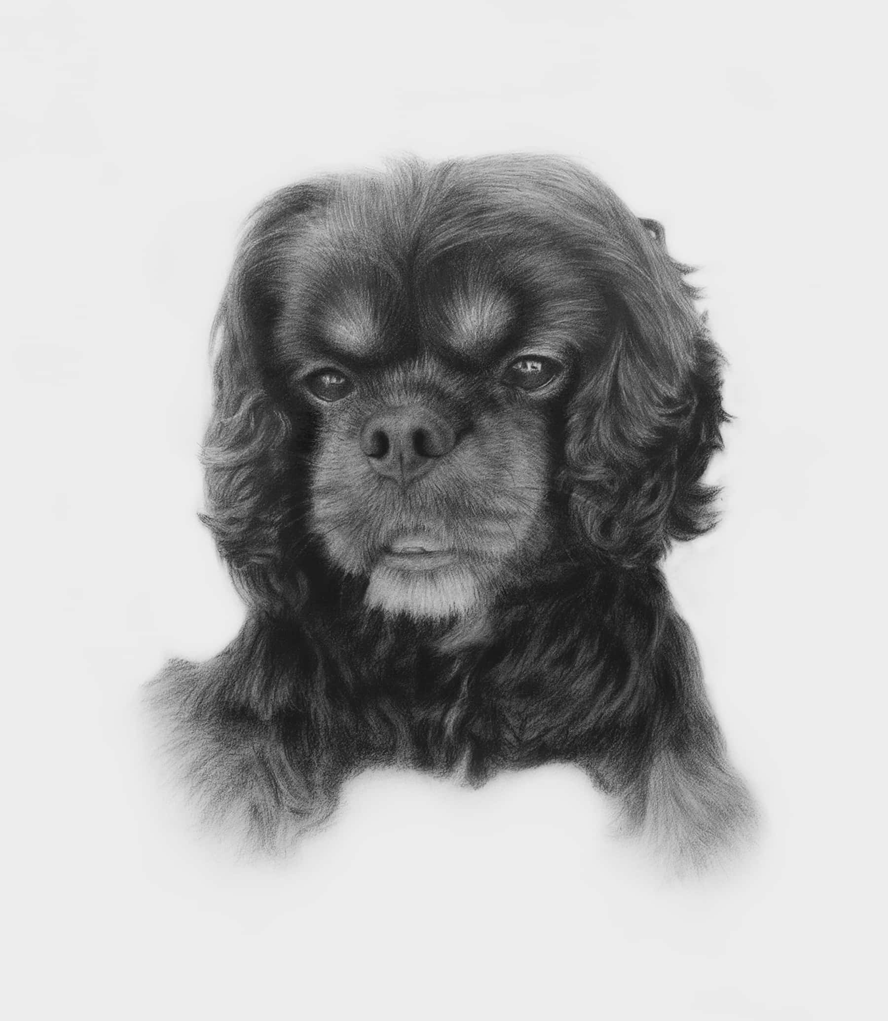 A detailed grayscale pencil portrait of a dog, made from photo, likely a Cavalier King Charles Spaniel, facing forward. The dog has intricate fur texture, floppy ears, large expressive eyes, and a slightly open mouth, giving it a lifelike and thoughtful expression.