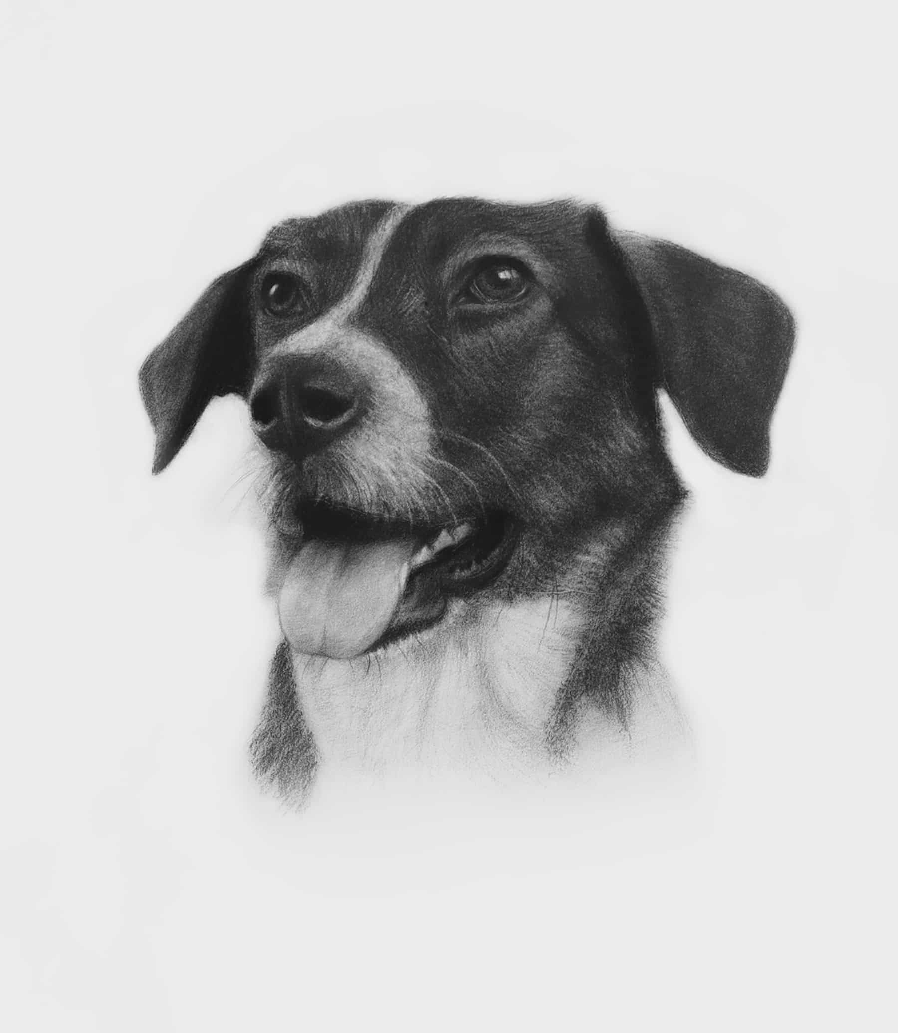 A realistic black and white pencil sketch Portrait of a dog with its tongue hanging out. The dog has a calm and friendly expression, with visible details of its fur and features. The sketch with plain white background, and mainly focus to the dog's face and expression.