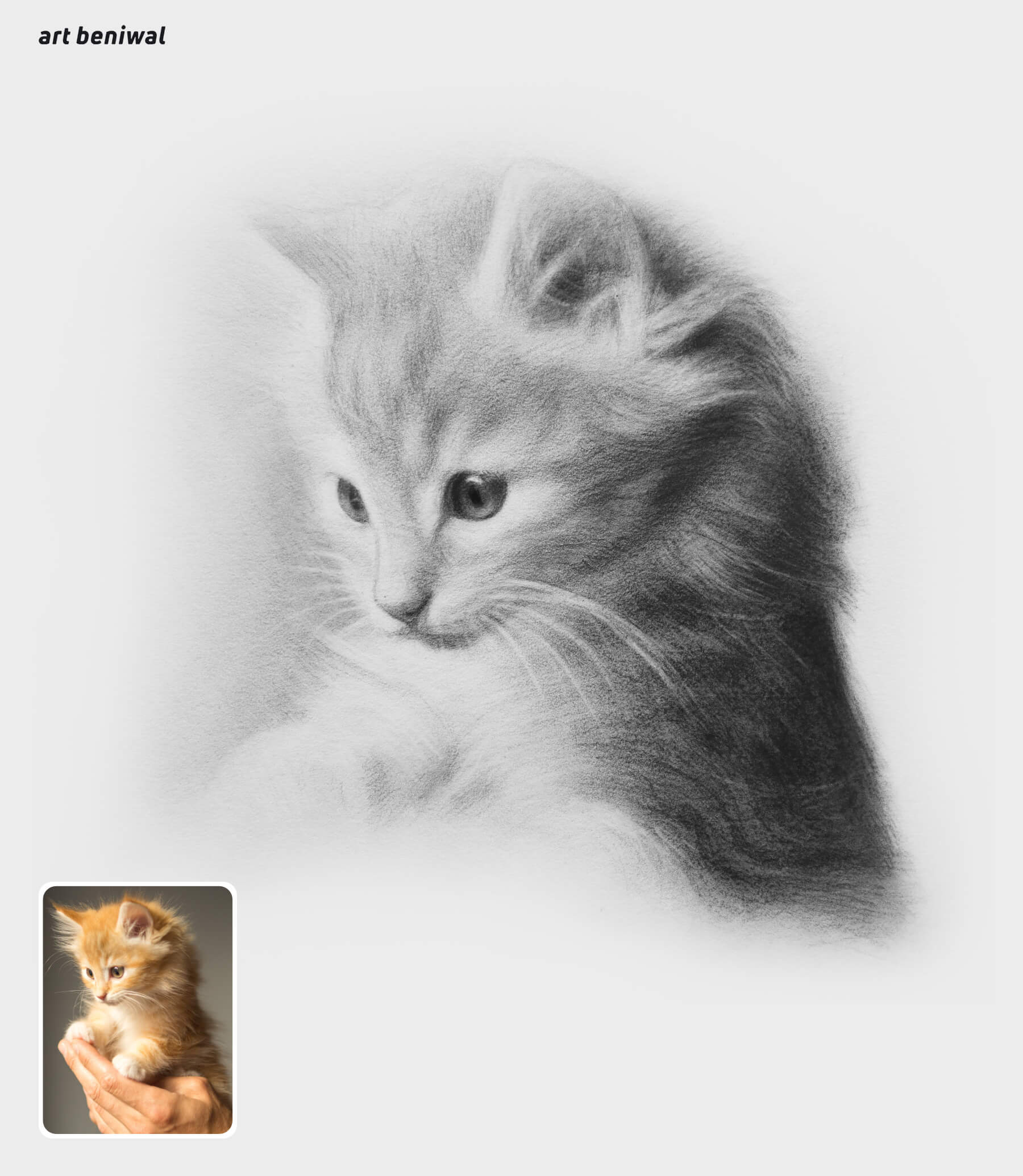 graphite pencil sketch of a fluffy cat with a smaller inset photo of a real kitten.